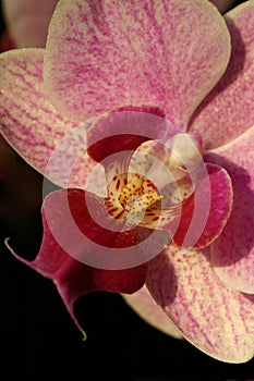 Violet orchid phalaenopsis on