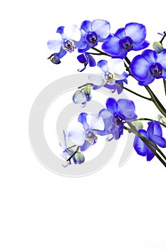 violet orchid, phalaenopsis