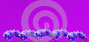 Violet orchids border on a bright fuchsia background
