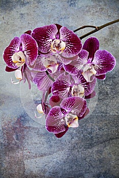 Violet orchids detail