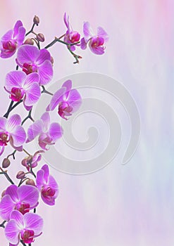 Violet Orchids Greeting card