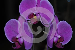 Violet orchids with yellow center