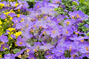 Violet Ornamental Bacopa flowers Chaenostoma cordatum (Thunb.) Benth