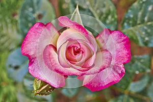 Violet and pale white rose closeup