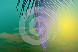 Violet palm leaf on yellow green sky background. Tropical nature abstract toned photo. Psychedelic coco palm leaf