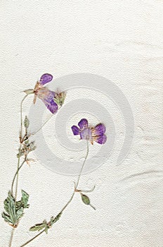 Violet pancies on white background