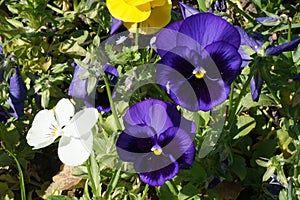 Violet pansies