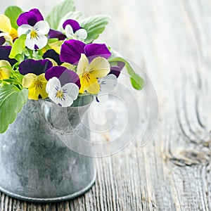 Violet pansies bouquet