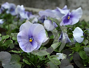 Violet pansy flower