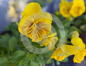 Violet pansy flower, closeup of yellow pansy in the spring garden. Blurred background. Edible flowers.