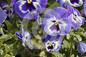 Violet pansy flower Viola Ã— wittrockiana.