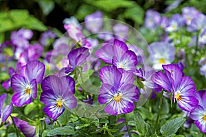 Violet Pansy, Viola tricolor