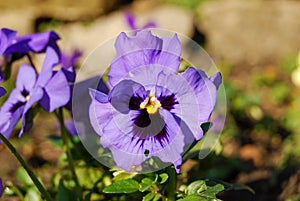 Violet Pansy Viola x wittrockiana in the summer