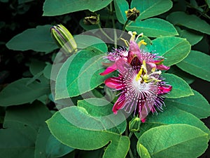 Violet passion flower vine blooming in the morning.