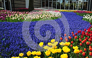 Violet Path in Keukenhof garden. the world`s largest flower gardens, situated in Lisse, Netherlands.