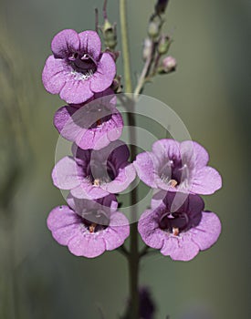 Violet penstemons against a soft green backdrop