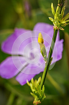 A violet periwinkle blossom along with a vivid yellow flower bud