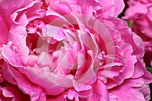 Violet petals of gorgeous blossoming peonia flower photo