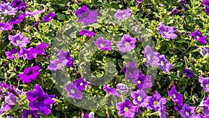 Violet petunia flowers