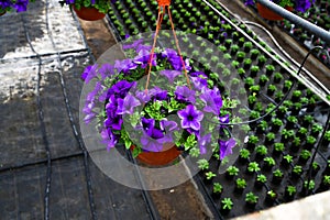 Violet petunia flowers plant in hanging flower pot in nursery. Growing flowers