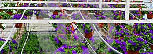 Violet petunia flowers plant in hanging flower pots. Horticulture industry concept