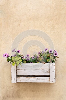 Violet petunia flowers in a wooden box hanging on a light orange wall