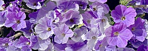 Violet petunias