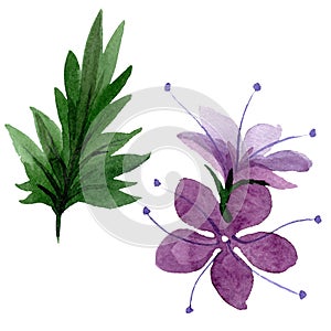 Violet phacelia foral botanical flowers. Watercolor background illustration set. Isolated phacelia illustration element.