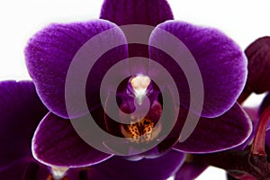 Violet Phalaenopsis orchid flower closeup isolated