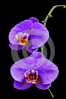 Violet phalaenopsis orchids with black background photo