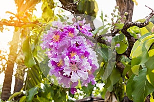 The violet pink Bungor flower bunch on tree in summer day light