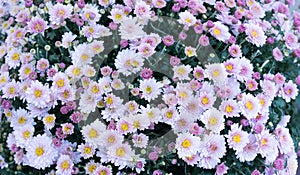 Violet, pink field flowers background, chamomile, daisy, marguerite. Background