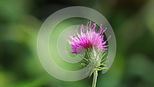 violet pink flower of scotch thistle, blurred green background, close-up cirsium
