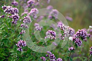 Origanum vulgare oregano photo