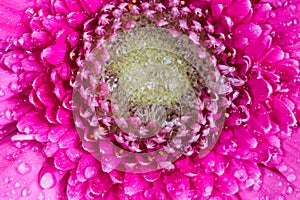 Violet-pink gerbera daisy 4