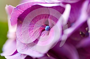 Violet pink hydrangea flowers