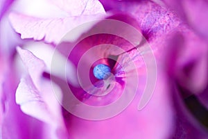 Violet pink hydrangea flowers