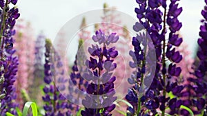 Violet and pink lupines