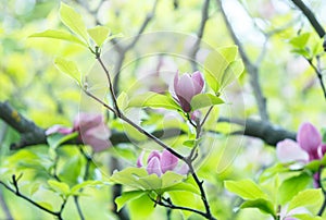 Violet pink magnolia flowers. Amazing pink magnolia background Beautiful blossomed magnolia branch in spring. Magnolia flower