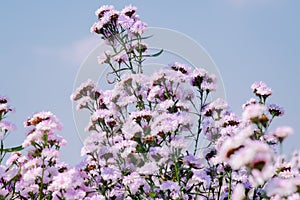 Violet and pink margaret flowers blooming in garden. Fresh flowers in natural light. Selective focused. Flower background