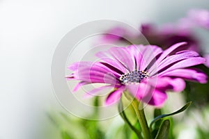 Violet pink osteosperumum daisy flower