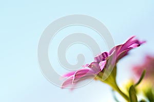 Violet pink osteosperumum daisy flower