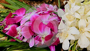 Violet Pink White Orchid With Pandan Leaves