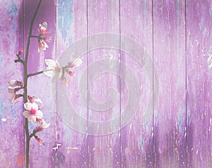Violet pink wood background spring flowers shabby