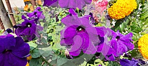 Violet pitunia flower