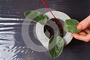 violet plant in handmade concrete pot in room decoration for garden lover