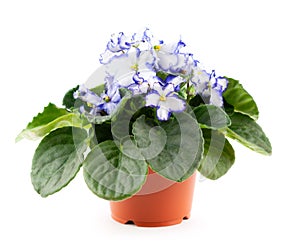 Violet plants on white background. Beautiful flowers