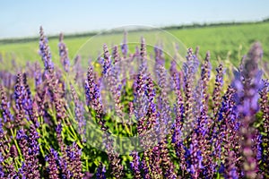 Violet prairie flowers among a green fields