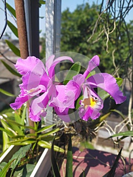 Violet presh flower  at home