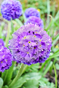Violet primrose Primula denticulata